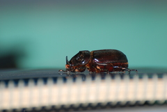 Oryctes rhinoceros