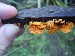 Favolaschia claudopus