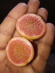 Ficus semicordata