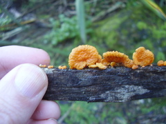 Favolaschia claudopus