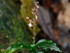 Odontochilus tashiroi