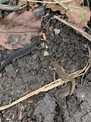 Lissotriton vulgaris