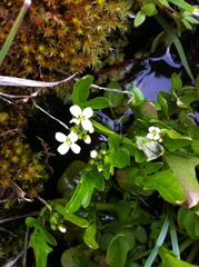 Cardamine breweri