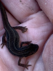 Lissotriton vulgaris