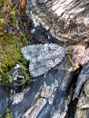 Acronicta immodica