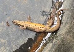 Lissotriton vulgaris