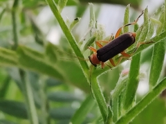 Cantharis lateralis