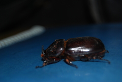 Oryctes rhinoceros