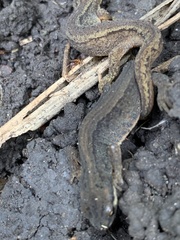 Lissotriton vulgaris