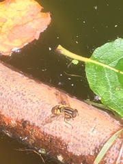 Helophilus pendulus