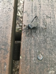 Acanthocephala thomasi