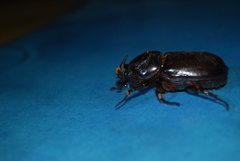 Oryctes rhinoceros