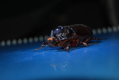 Oryctes rhinoceros