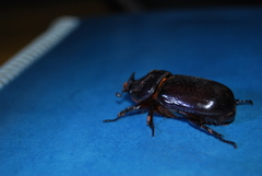Oryctes rhinoceros
