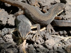 Lissotriton vulgaris