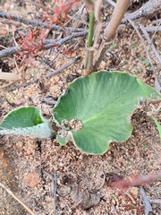 Pelargonium asarifolium