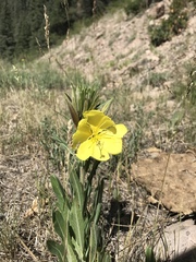 Oenothera primiveris