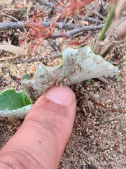 Pelargonium asarifolium