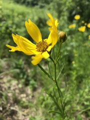 Coreopsis palmata