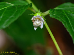 Cyclocodon lancifolius