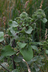 Arctium lappa