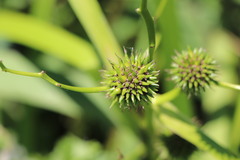 Sparganium erectum
