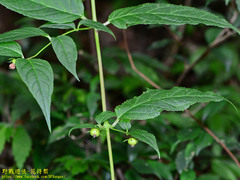 Cyclocodon lancifolius