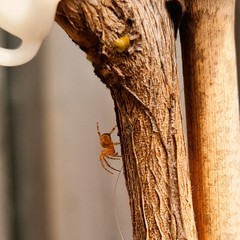 Araneus diadematus