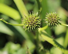 Sparganium erectum