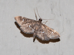 Diathrausta