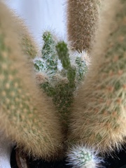 Cleistocactus strausii