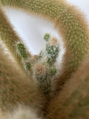 Cleistocactus strausii