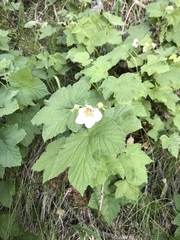 Rubus neomexicanus