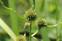 Sparganium erectum