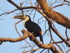 Ramphastos vitellinus