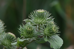 Arctium lappa