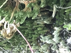 Selaginella watsonii