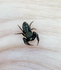 Metacyrba