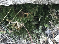 Selaginella watsonii