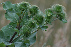 Arctium lappa