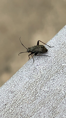 Halticini