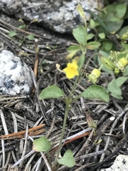 Erythranthe floribunda