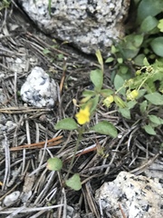 Erythranthe floribunda