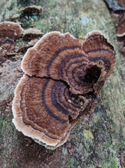 Coriolopsis caperata