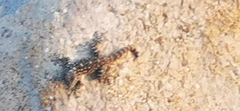 Ptyodactylus puiseuxi
