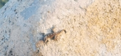 Ptyodactylus puiseuxi