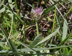 Trifolium longipes