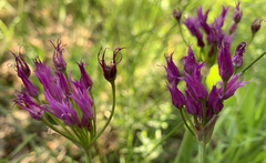 Allium brevistylum