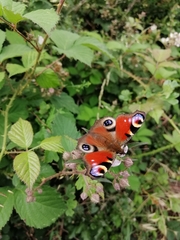 Aglais io
