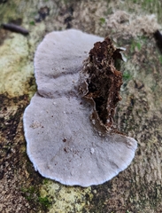 Coriolopsis caperata